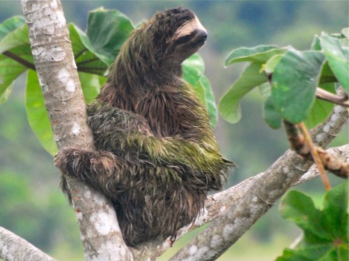 poetry sloth